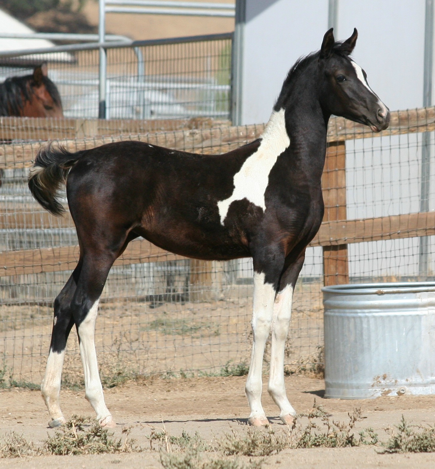 K Bar K Arabians Foals